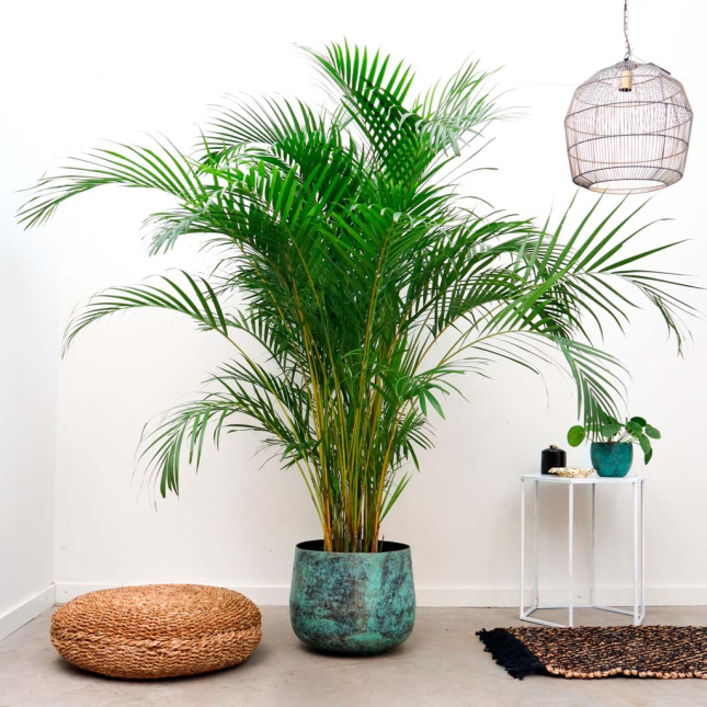 Palma areca - 180cm