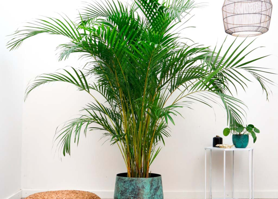 Palma areca - 180cm