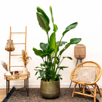 Combi Deal - Strelitzia Nicolai De Luxe XXL incluyendo Elisa Vintage Green - 225 cm