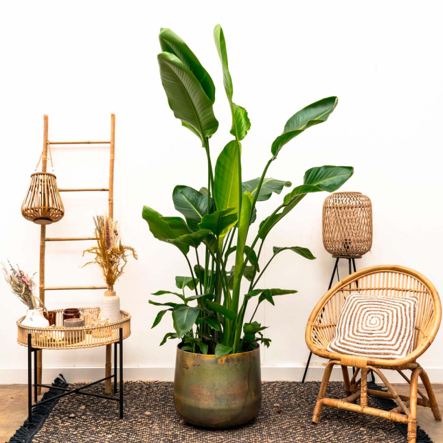 Combi Deal - Strelitzia Nicolai De Luxe XXL incluyendo Elisa Vintage Green - 225 cm