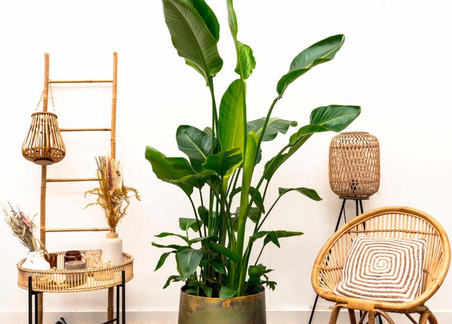 Combi Deal - Strelitzia Nicolai De Luxe XXL incluyendo Elisa Vintage Green - 225 cm