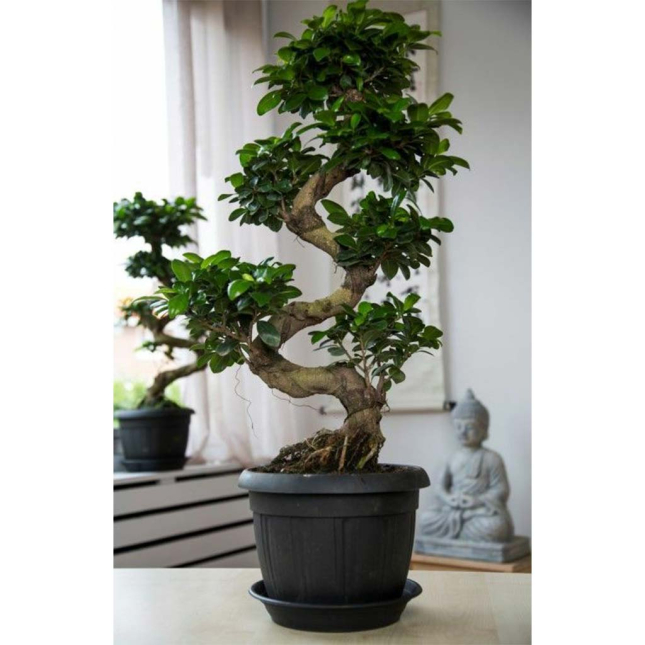 FICUS GINSENG