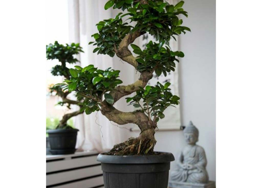 FICUS GINSENG