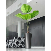 Licuala grandis (Strahlenpalme) (L) (130cm) Loes