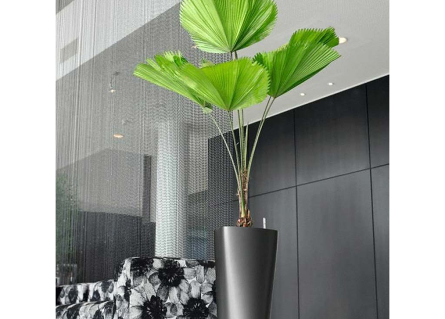Licuala grandis (Strahlenpalme) (L) (130cm) Loes
