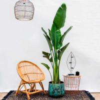 Strelitzia Augusta multitallo - 180cm