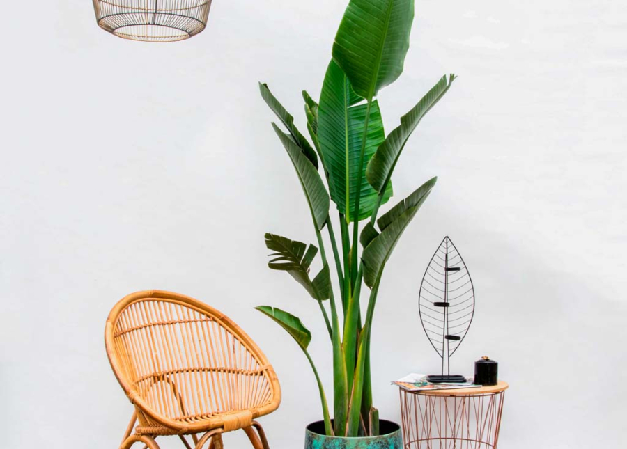 Strelitzia Augusta multitallo - 180cm
