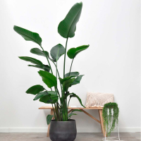 Strelitzia Nicolás