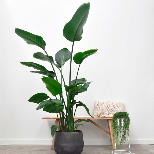 Strelitzia Nicolás