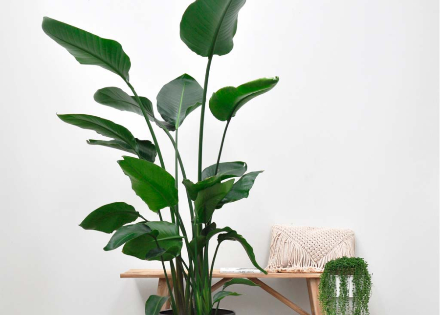 Strelitzia Nicolás