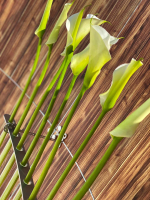 flowers exhibition stand